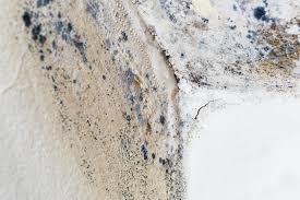 Why You Should Choose Our Mold Remediation Services in Humboldt Hill, CA